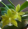Phal. mannii green
